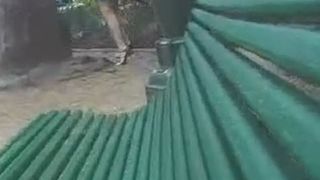 Public street pissing