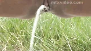 Amateur nature piss on the country road