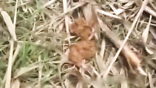 Sexy brunette shitting