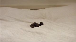 Hot girl pooping