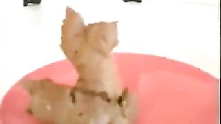 Very proud of her big poop