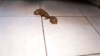 Crap in her lace white panties