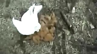 Sexy redhead pooping outdoor