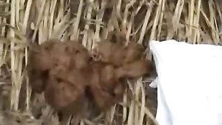 Two mature girls pooping outdoor