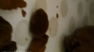 Pooping in doggy style