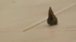 Young blonde babe shitting