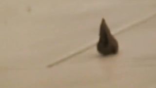 Girl on period pooping