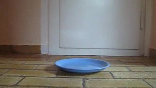 Shitting on a blue plate