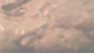 Eating a huge amount of scat