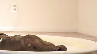 Long and hard turd on a white plate