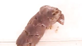 Hard brown turd on a red plate