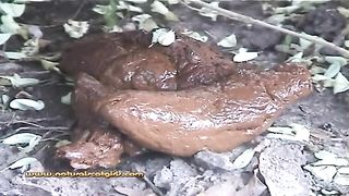 Shitting in the middle of the road