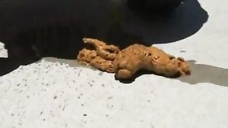 Young girl pooping in public