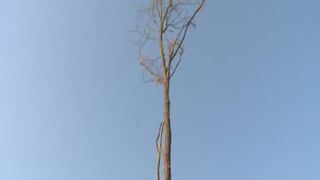 Sexy brunette shitting in HD