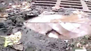 Mix of girls pooping in public