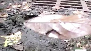 Compilation of girls caught pooping in public