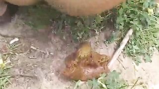 Amateur sexy MILF pooping outdoor