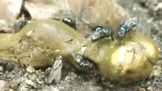 Flies on her pile of shit