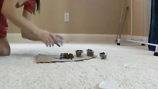 Hot nerd prepared scat lunch boxes