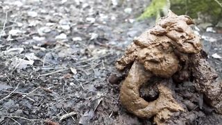 1 month of poop in a single scene