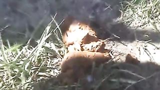 Shaved MILF pooping a hard turd on the grass