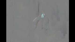 Young girl wearing a mask while shitting in pantyhose