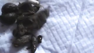 Japanese girl eating poop with sticks