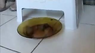 Cute brunette pooping in a plastic bag