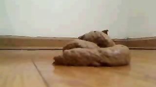 Sexy teen shitting on her knees