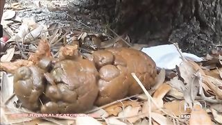Amateur brunette pooping in Jungle