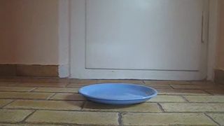 some scat girl pooping on a blue plate