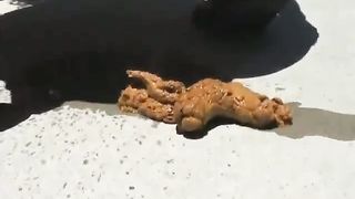 cute pooping girls making a big dump