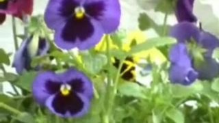 Czech slut peeing on flowers