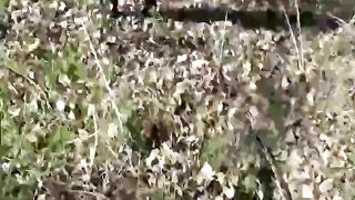 Brunette babe wearing lingerie while pooping