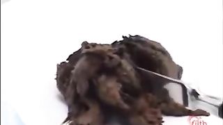 What to feed your scat bitch