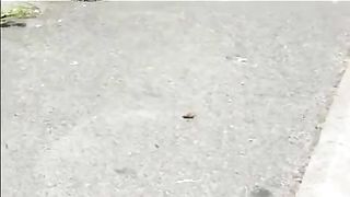 Mature woman shitting in the streets