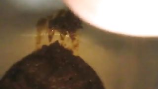 Girl with big ass pooping in toilet