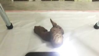 Hairy babe shitting on homemade toilet