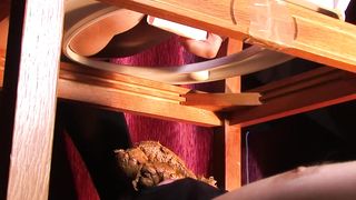 Sexy babe shitting on her slave