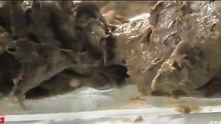 Japanese teen eating her own shit