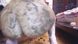 Blonde teen smears brown shit on her big ass