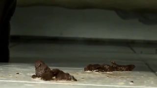 Masturbation and shit smearing