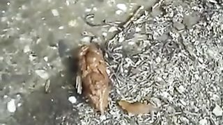 Samantha pooping in public