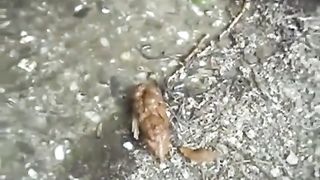 Hot girl shitting two times outdoor