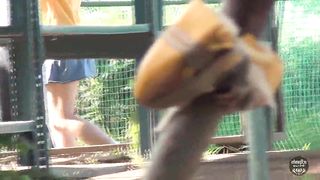 Petite japanese girl pooping