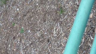 Voyeur pee jogging milf uses park bathroom