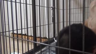 Japanese scat femdom