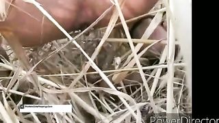 Shitting in a corn field