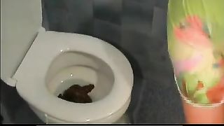 Pile of shit in toilet