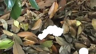Compilation of japanese girls pooping outdoor